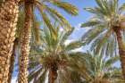 Saudi Arabia, Tabuk Province, Tayma. Date palms against a blue sky at a desert oasis. Art Print